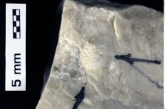 Foto (Detailansicht) von Gastrosacus torosus (Robins et al., 2013) (NHMW-GEO-1990-0041-0484)